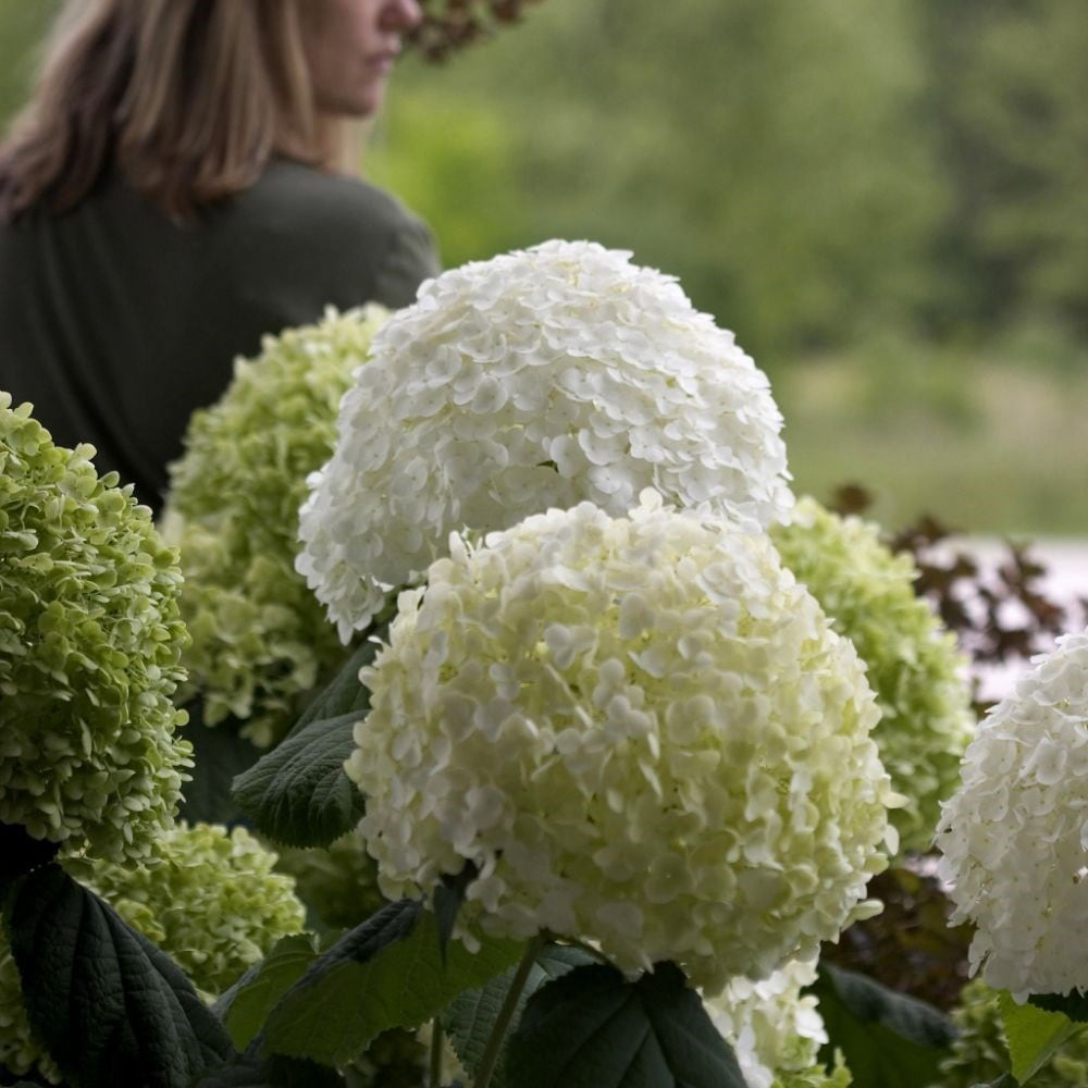 <i>Hydrangea arborescens</i> <b class=small-caps>Strong Annabelle</b> ('Abetwo') (PBR)