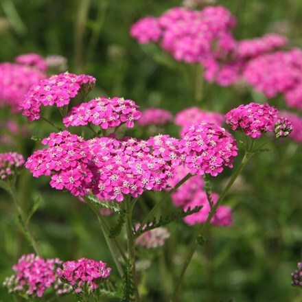 Achillea millefolium Cerise Queen