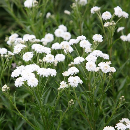 Achillea ptarmica (The Pearl Group) The Pearl (clonal) from Crocus