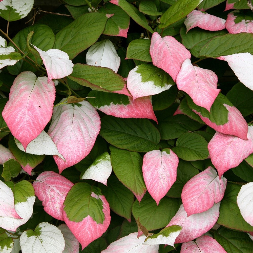 Product options image