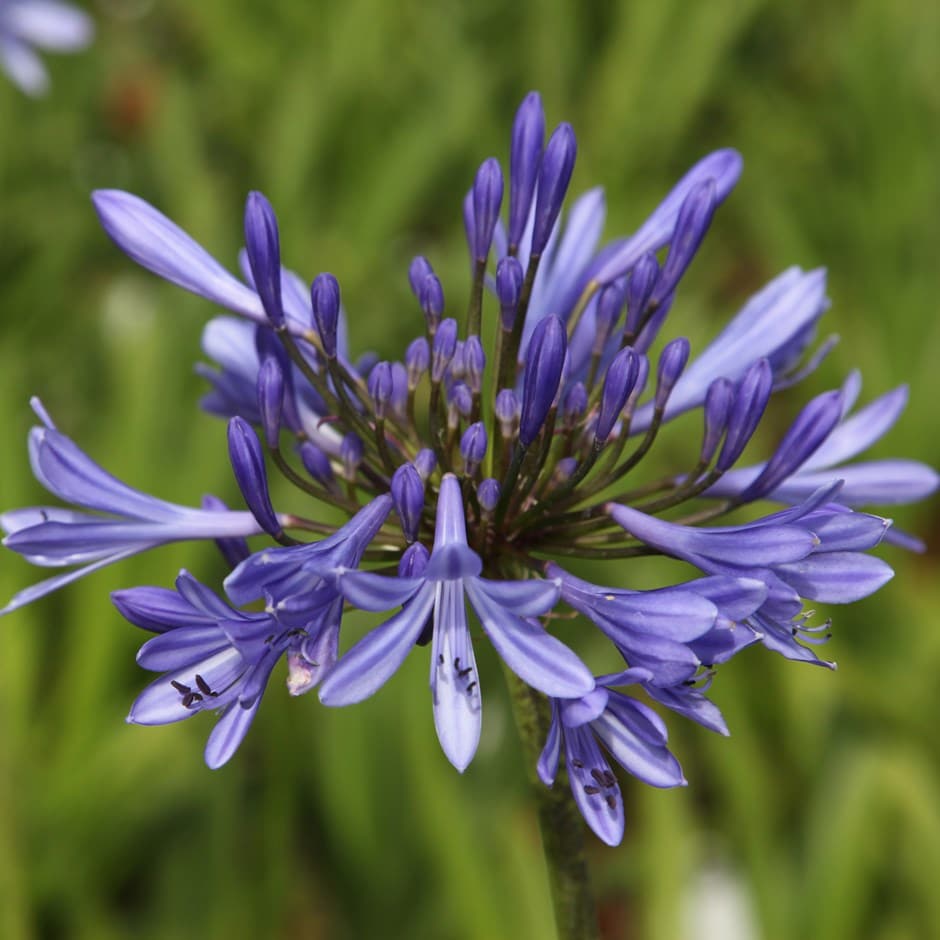 Buy African lily Agapanthus africanus Delivery by