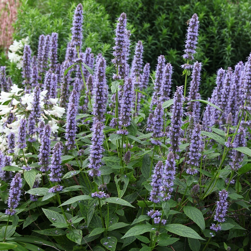 Product options image