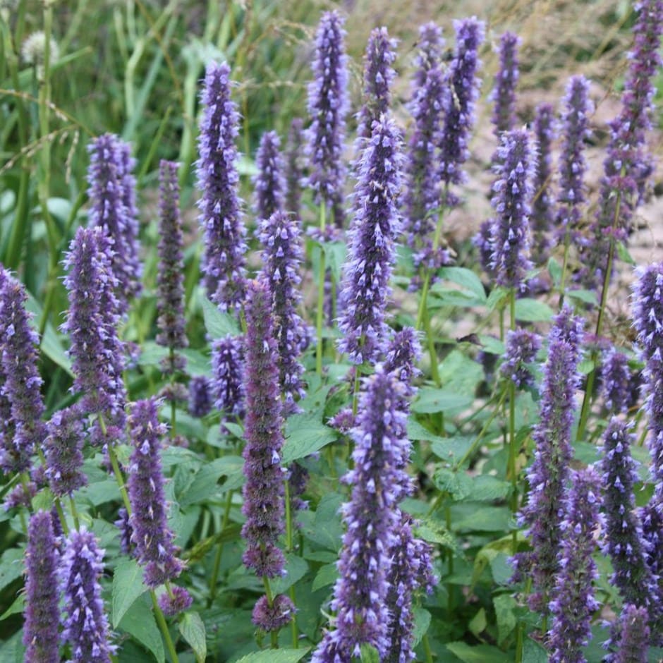 Buy Mexican giant hyssop Agastache Blue Fortune: £5.99 Delivery by Crocus