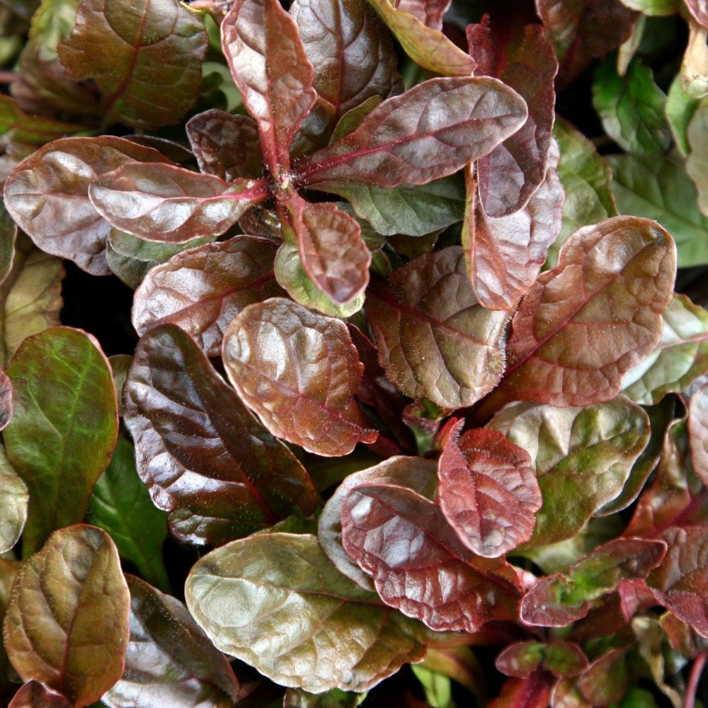 Product options image