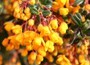 Darwin's barberry