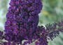 butterfly bush (syn. buddleia)