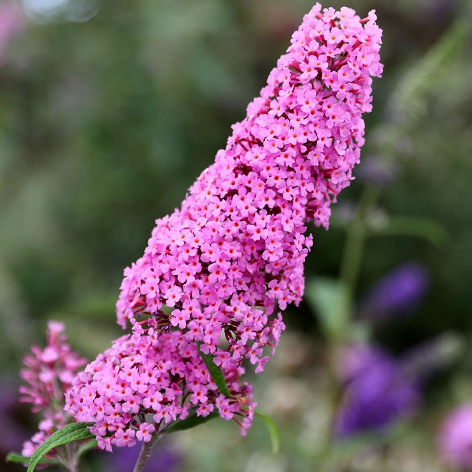 <i>Buddleja</i> 'Pink Delight'