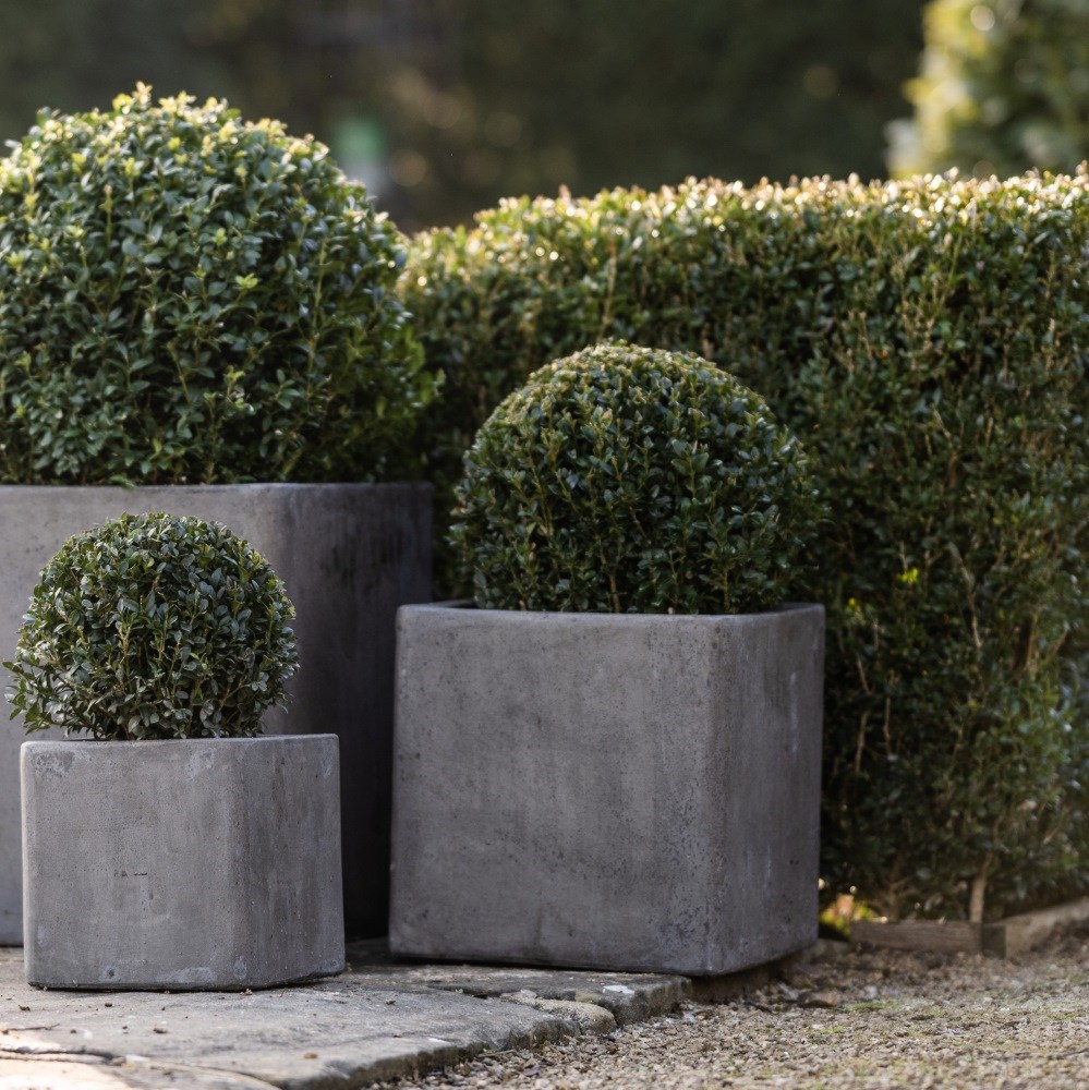 <i>Buxus sempervirens</i> 