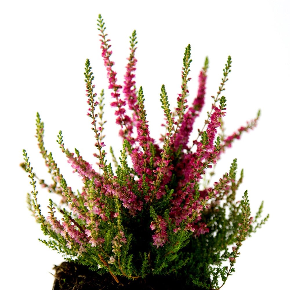<i>Calluna vulgaris</i> 'Dark Beauty'