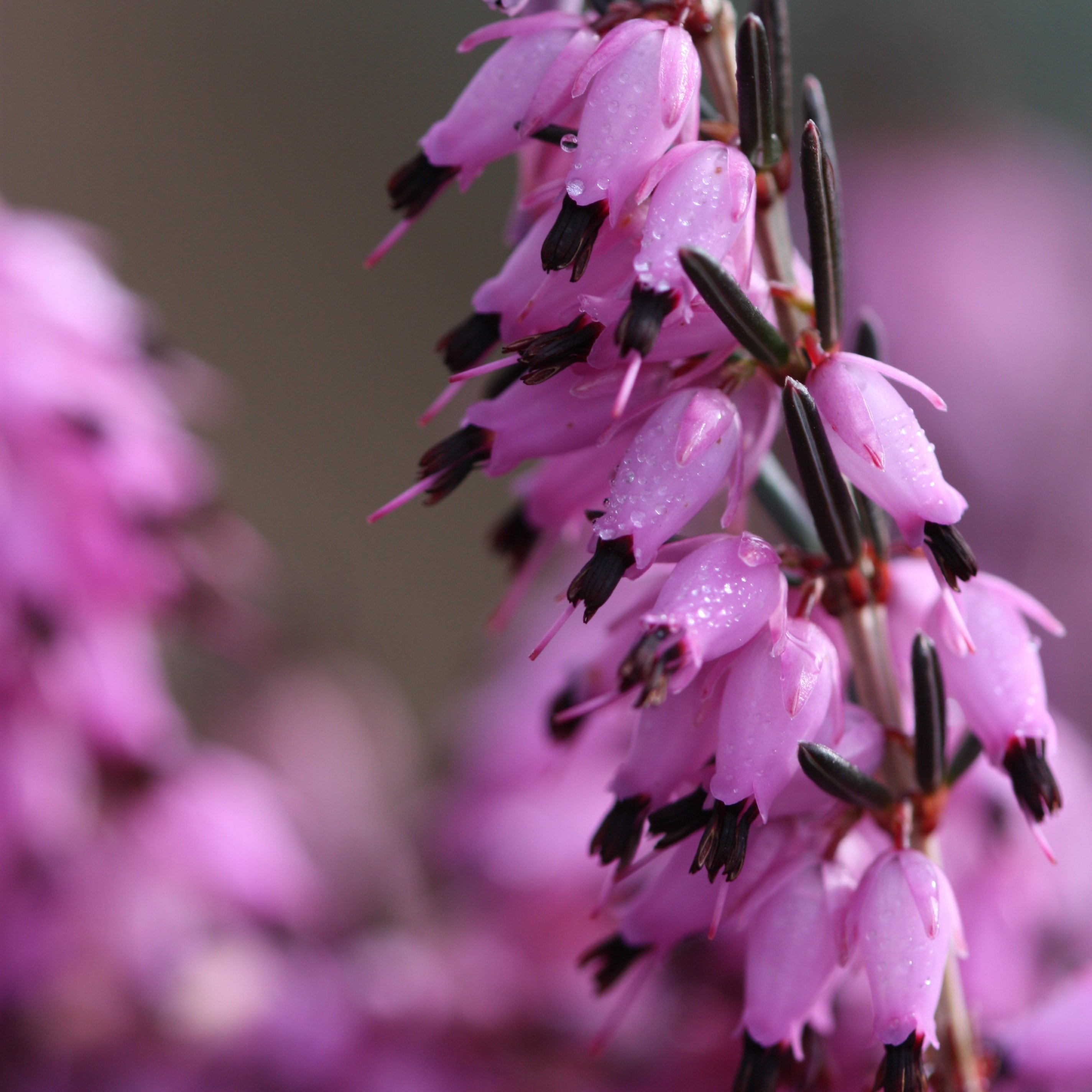 Erica × darleyensis Furzey