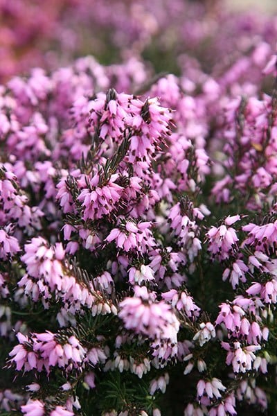 <i>Erica</i> × <i>darleyensis</i> 'Furzey'