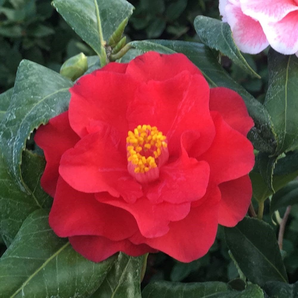 <i>Camellia japonica</i> 'Lady Vansittart'