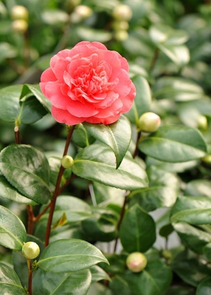 <i>Camellia</i> × <i>williamsii</i> 'Anticipation'