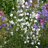 Buy Peach leaved Bellflower Campanula Persicifolia Var Alba 8 99 