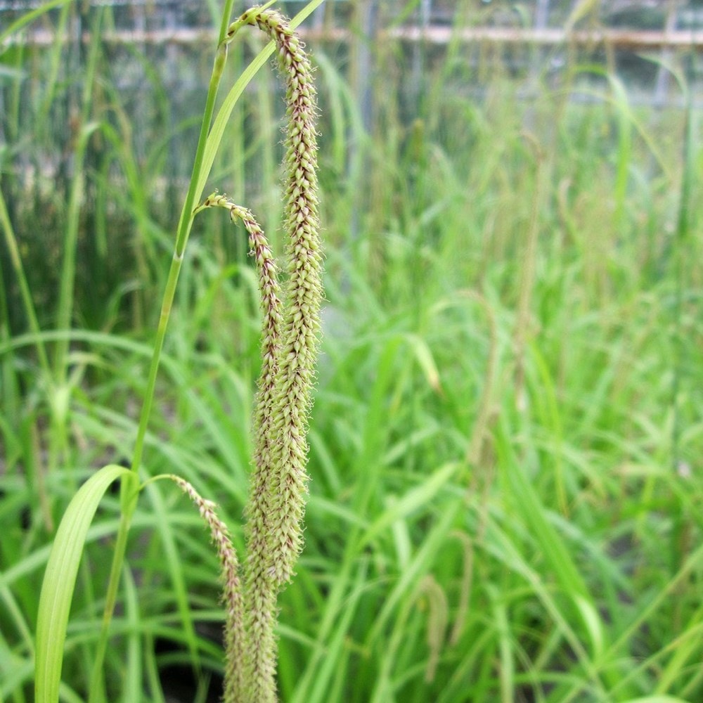 <i>Carex pendula</i> 