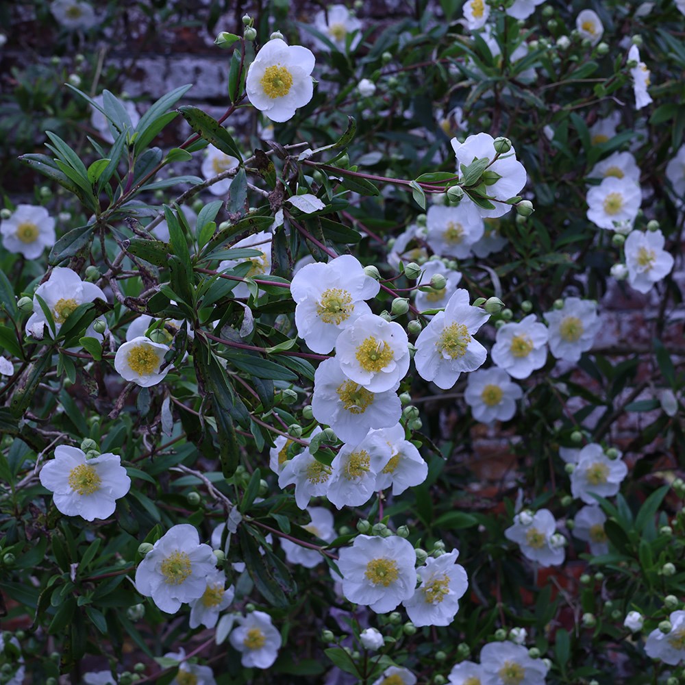 <i>Carpenteria californica</i> 