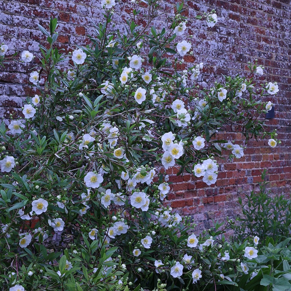 <i>Carpenteria californica</i> 