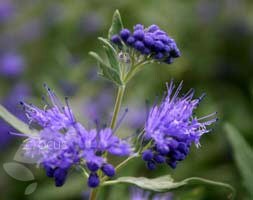 bluebeard