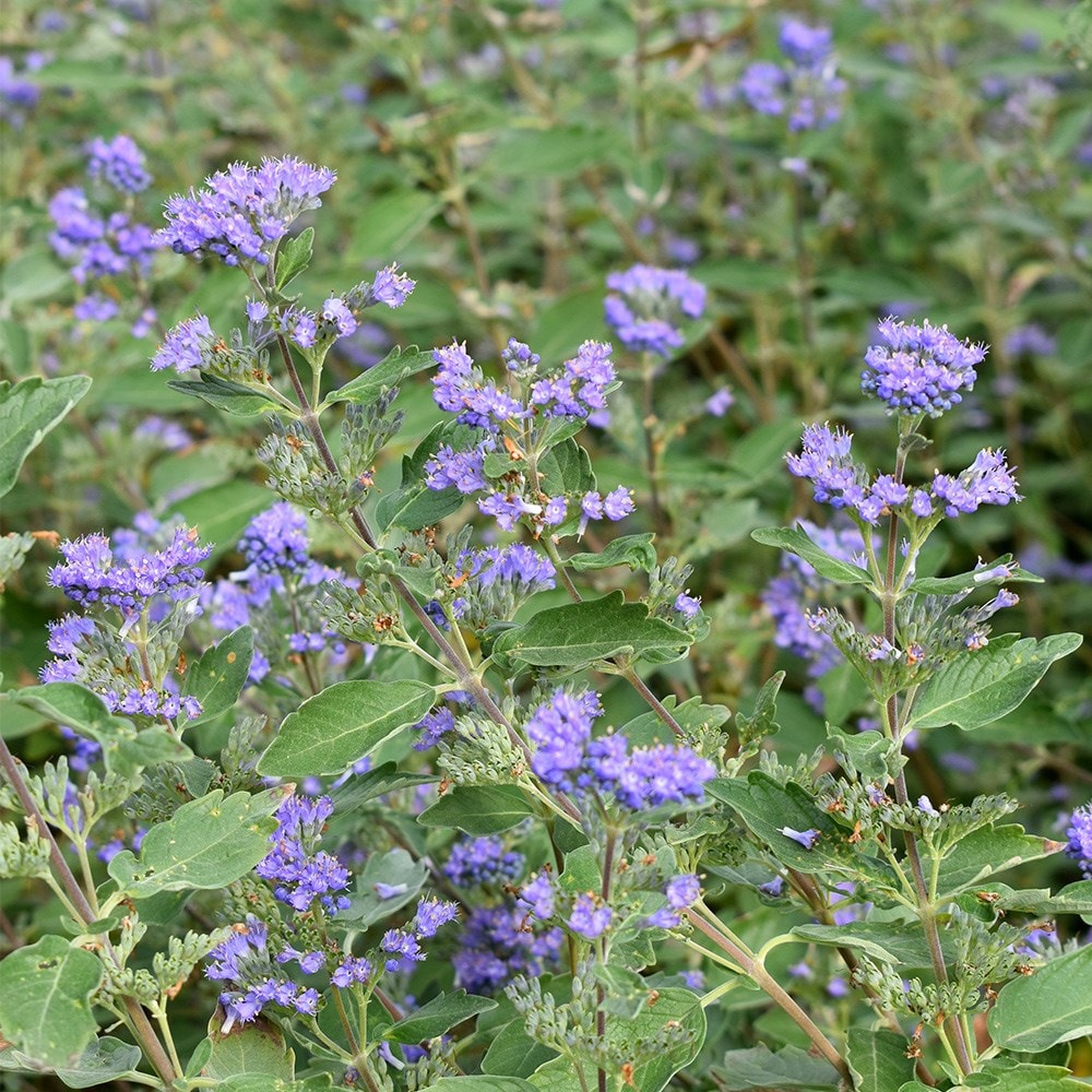 <i>Caryopteris × clandonensis</i> 'Kew Blue'