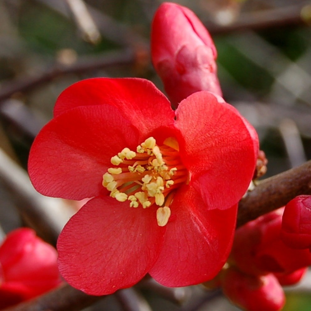 <i>Chaenomeles</i> × <i>superba</i> 'Crimson and Gold'