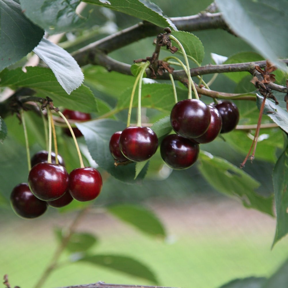 Product options image