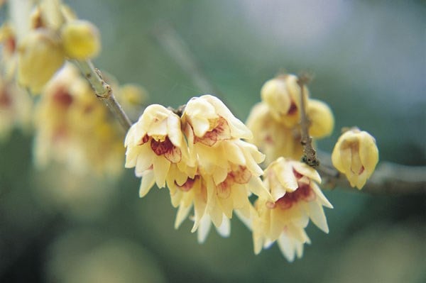 <i>Chimonanthus praecox</i> 