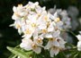 Mexican orange blossom