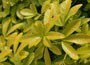 Mexican orange blossom