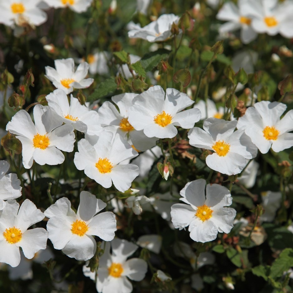 <i>Cistus</i> × <i>hybridus</i>