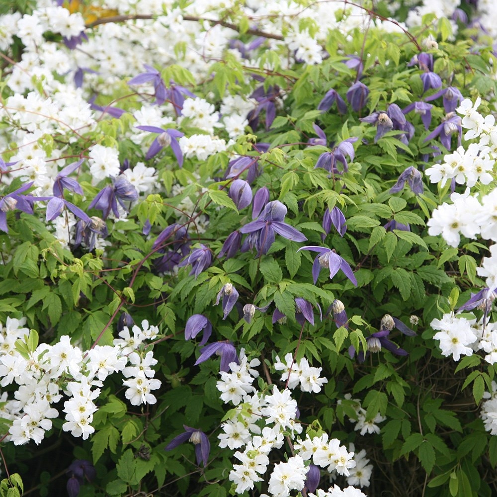 Product options image