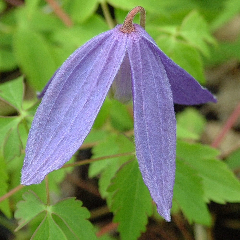 <i>Clematis alpina</i> 'Pamela Jackman'