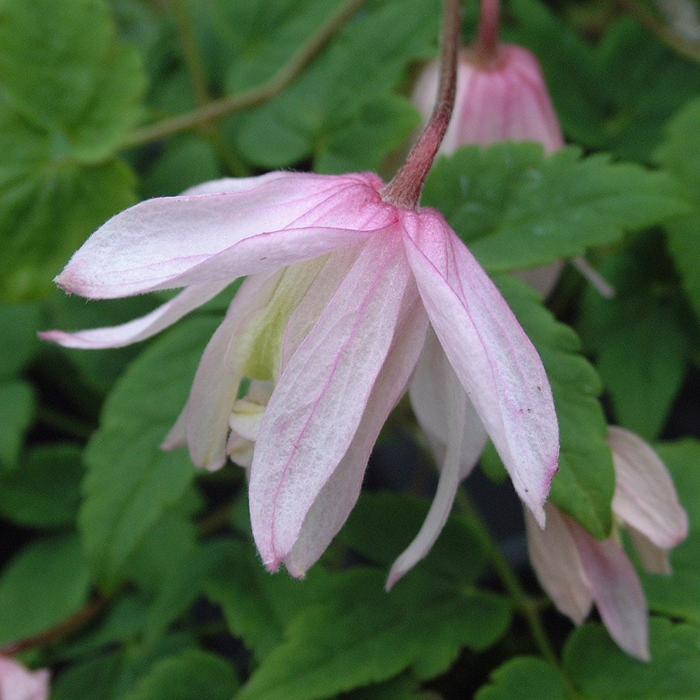 <i>Clematis</i> 'Pink Flamingo'