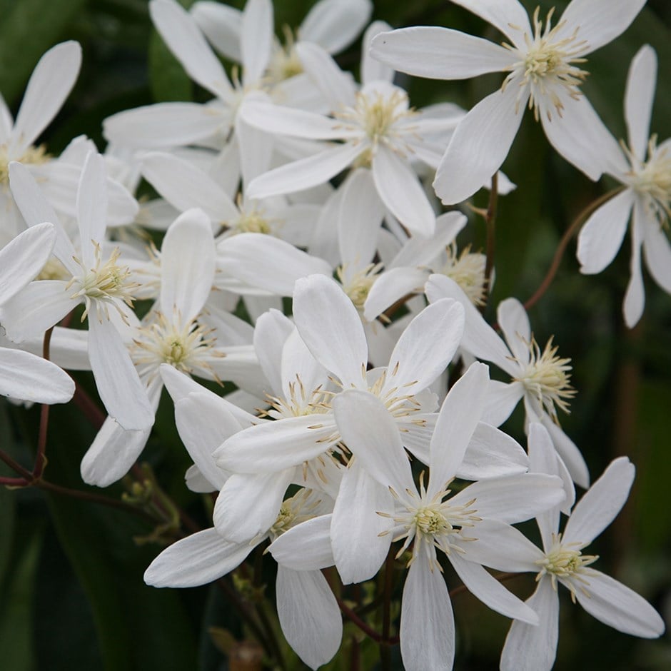 <i>Clematis armandi</i> 'Snowdrift'