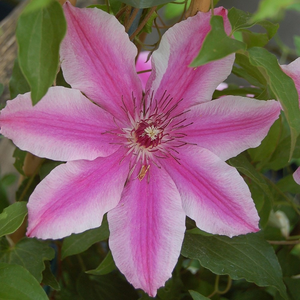 <i>Clematis</i> 'Carnaby'