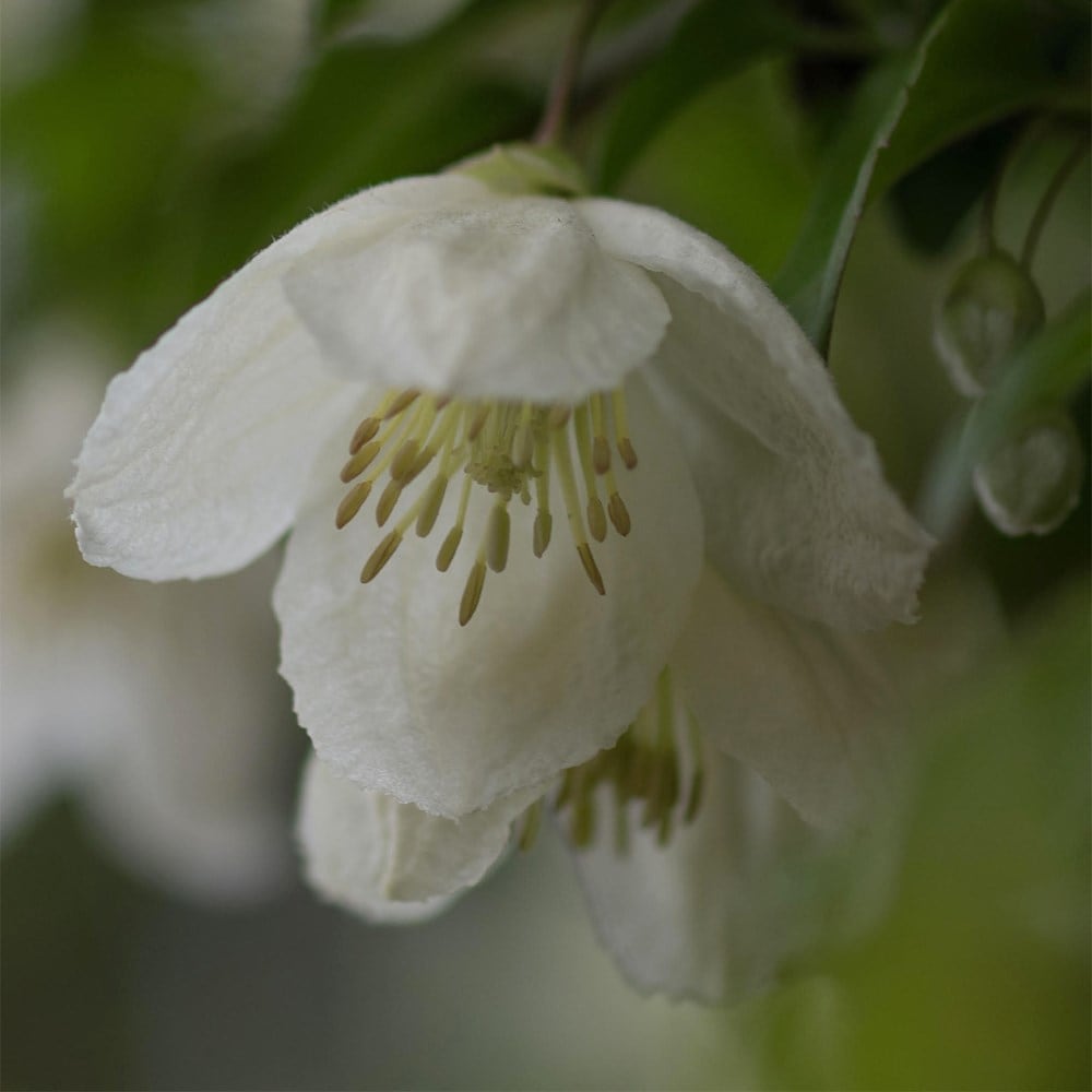 Product options image