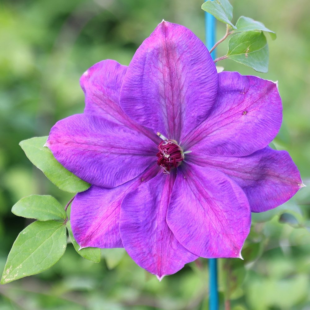 Product options image