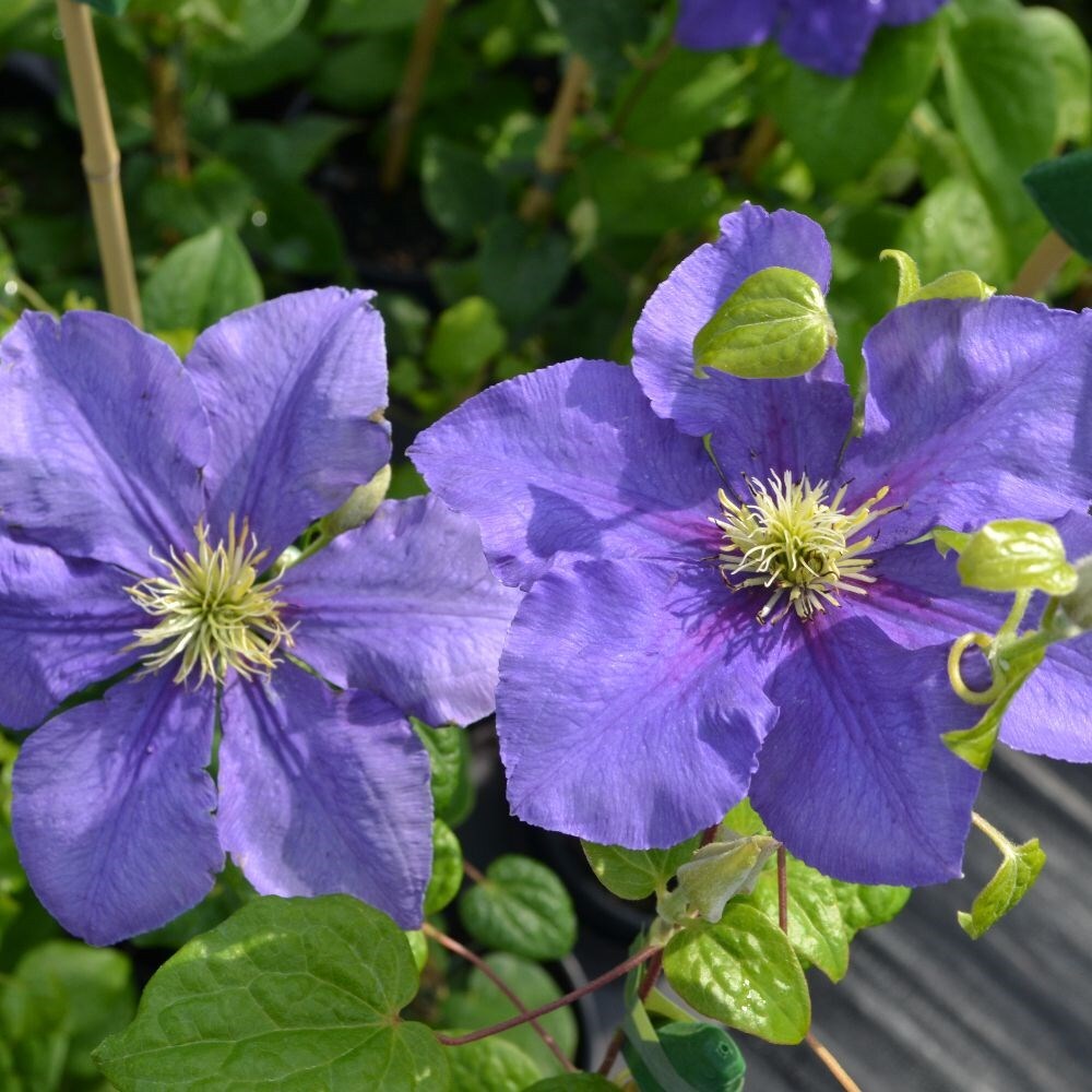 Buy clematis (group 2) Clematis General Sikorski: £23.99 ...