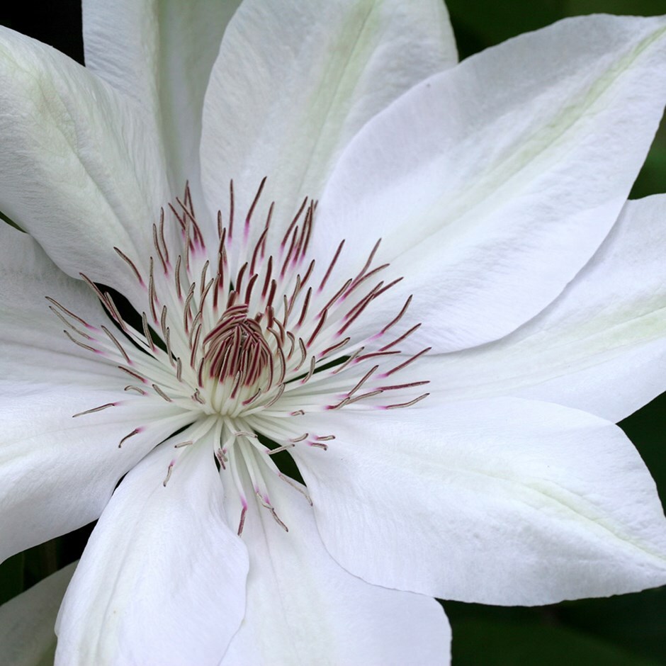 Buy clematis (group 2) Clematis Henryi: Â£14.99 Delivery by 