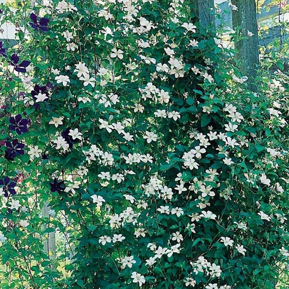 Product options image