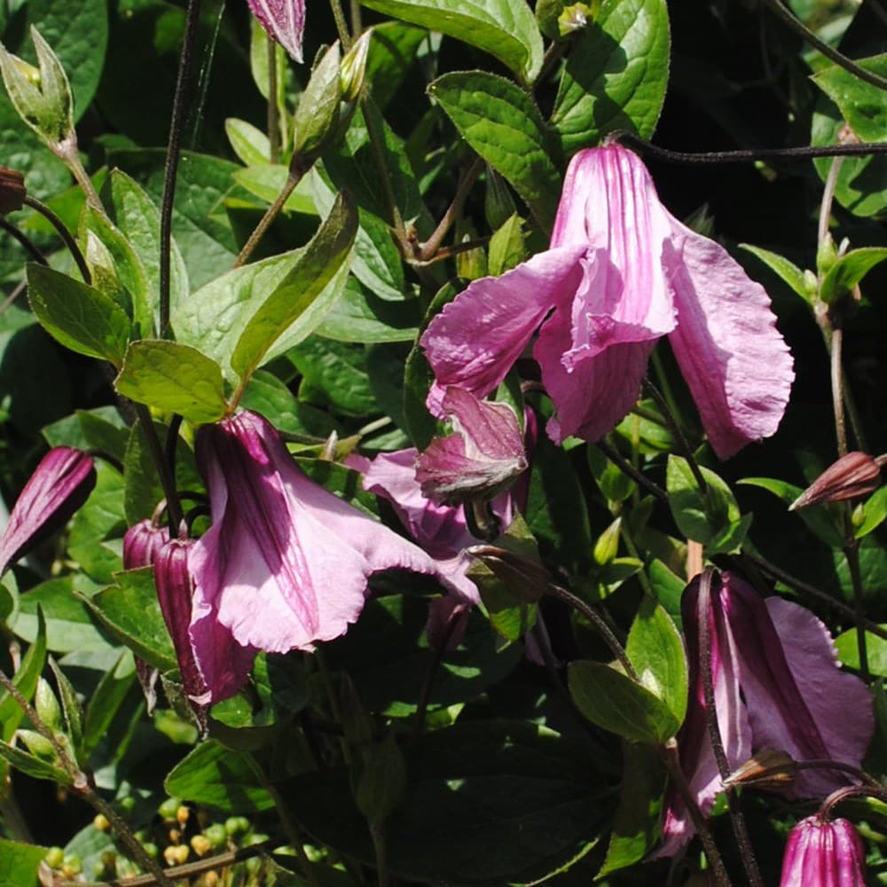 <i>Clematis integrifolia</i> 'Rosea'