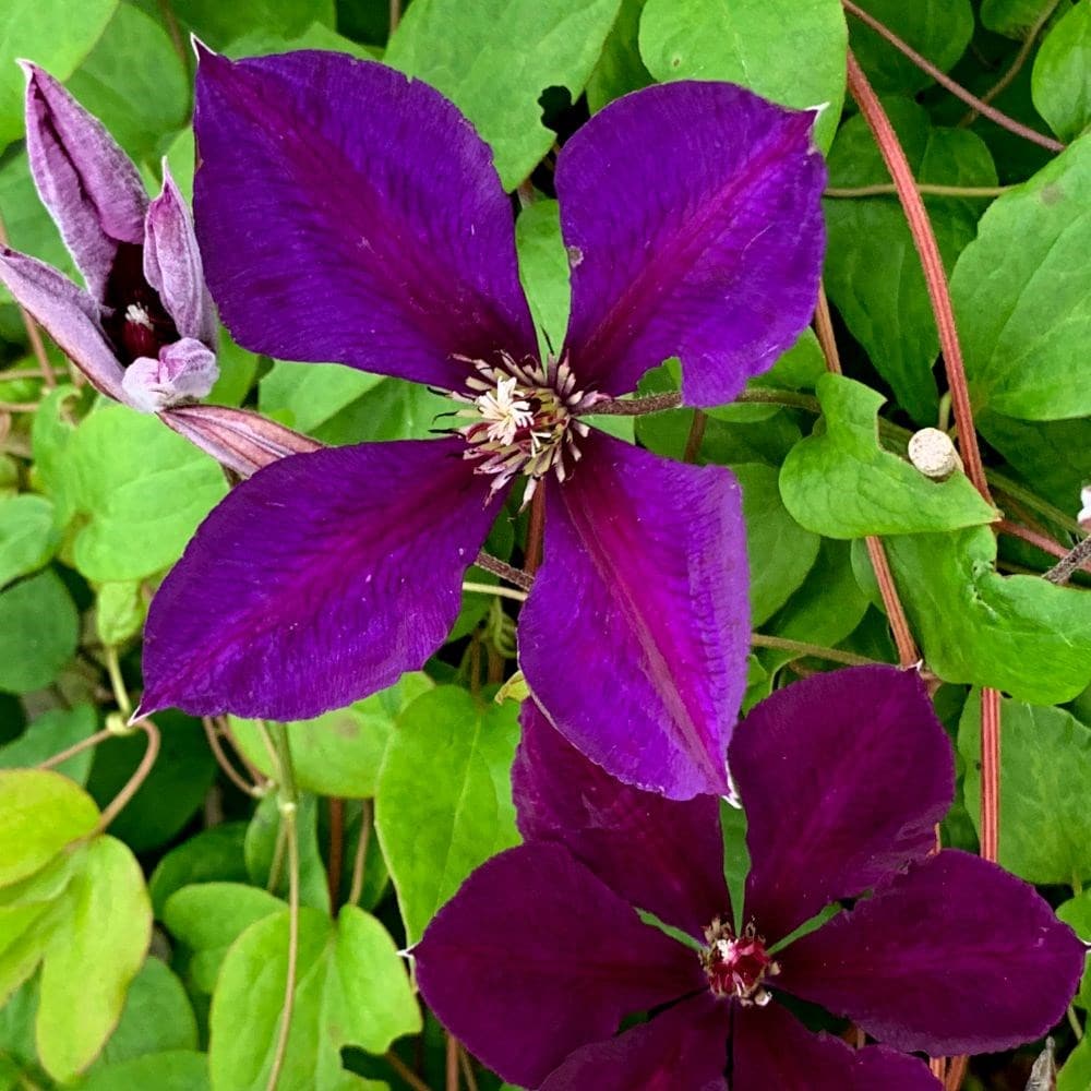 <i>Clematis</i> 'Gipsy Queen'
