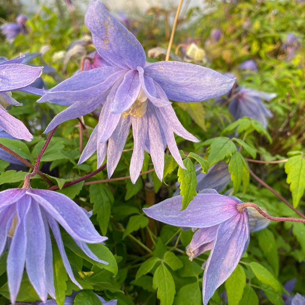 <i>Clematis macropetala</i> 