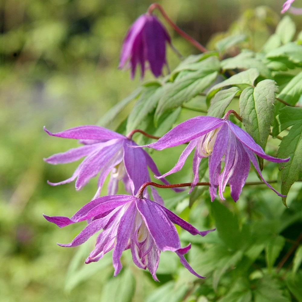 Product options image