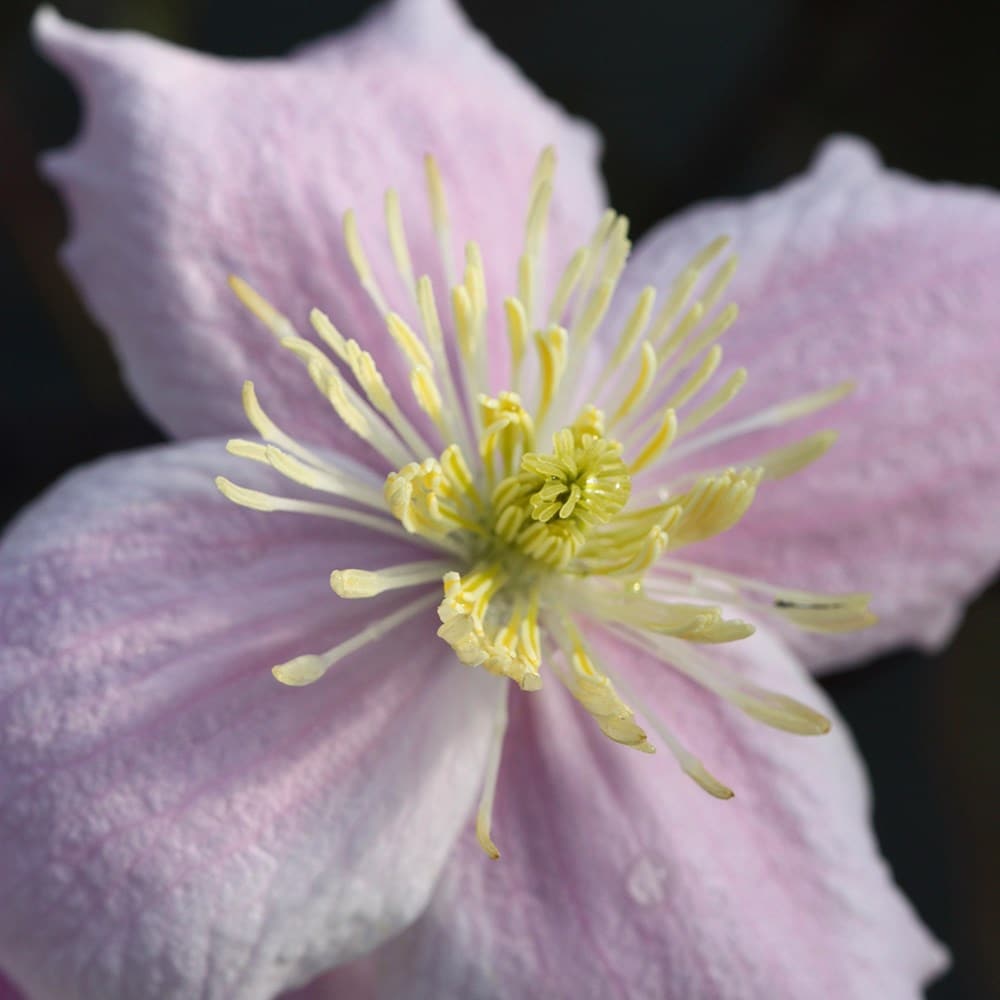 Product options image