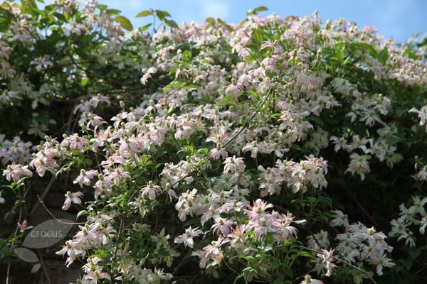 <i>Clematis</i> 'Marjorie'