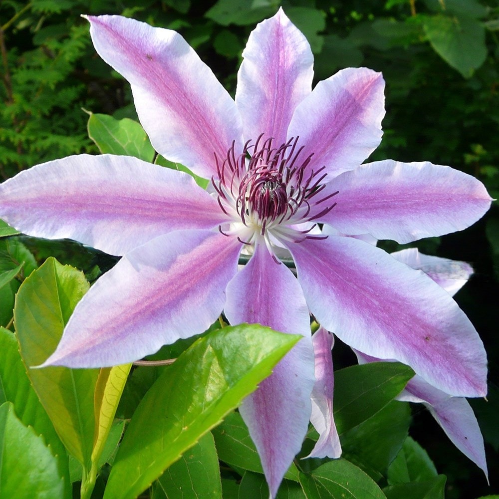 <i>Clematis</i> 'Nelly Moser'