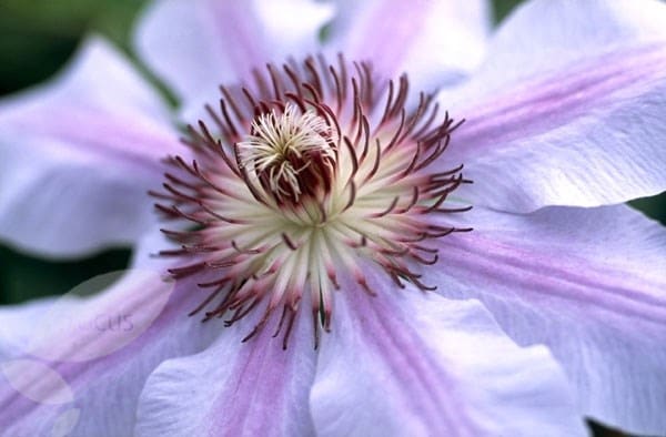 <i>Clematis</i> 'Nelly Moser'