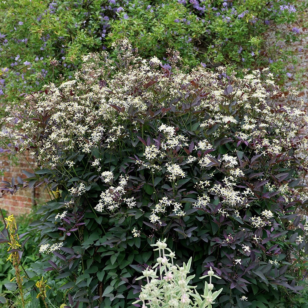 <i>Clematis recta</i> 'Purpurea'