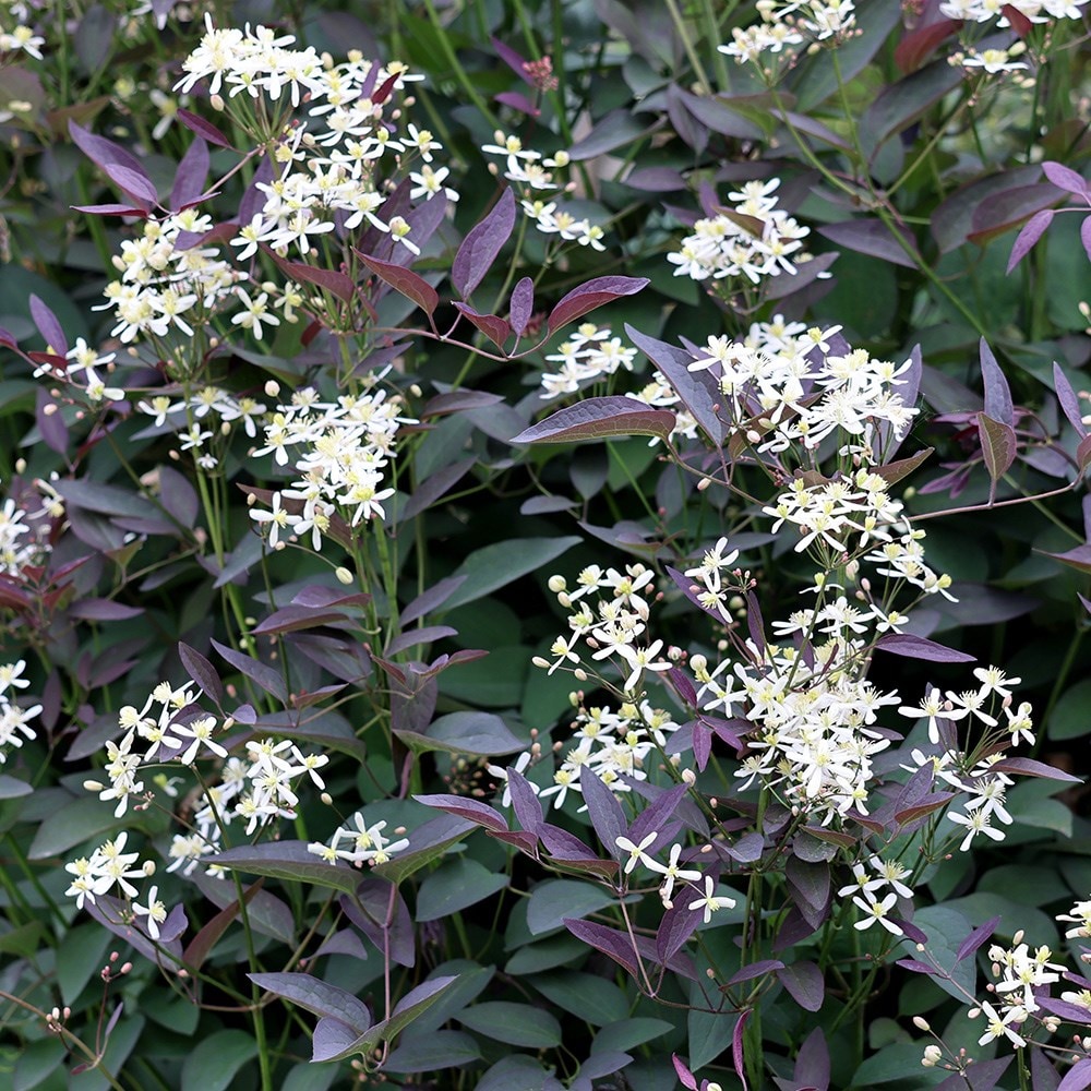 <i>Clematis recta</i> 'Purpurea'