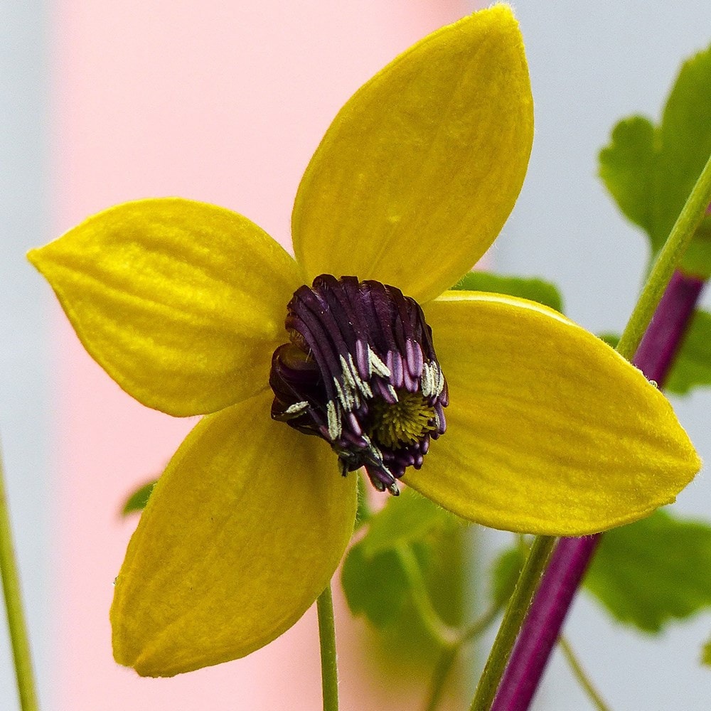 Product options image